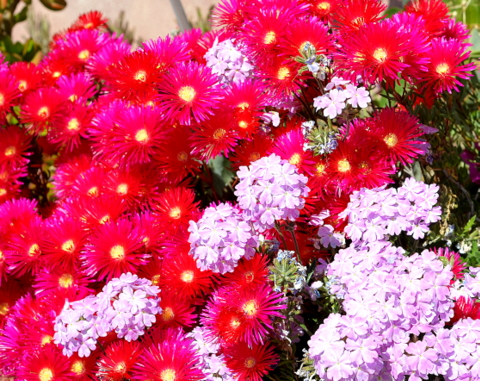 Propagating Ice plants, one of the easiest and best plants for this dry climate